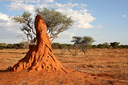 Termite mound.jpg