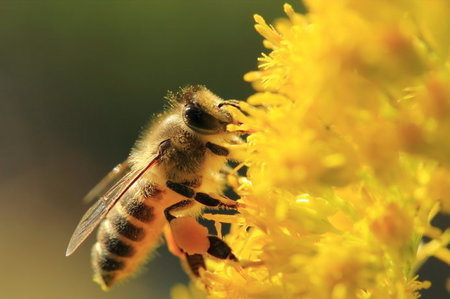 bees.jpg