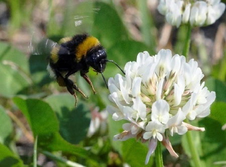 bumblebees.jpg