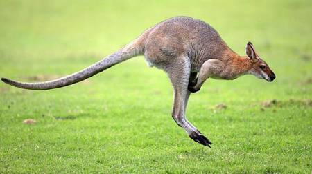 kangaroo.jpg