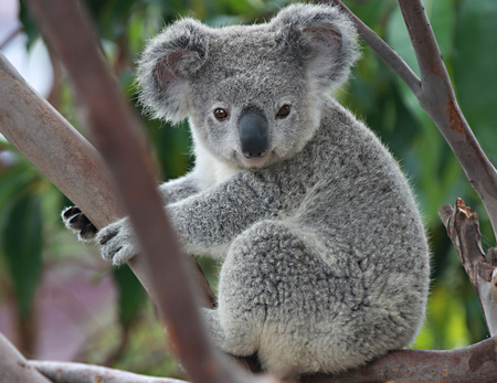 koala.jpg