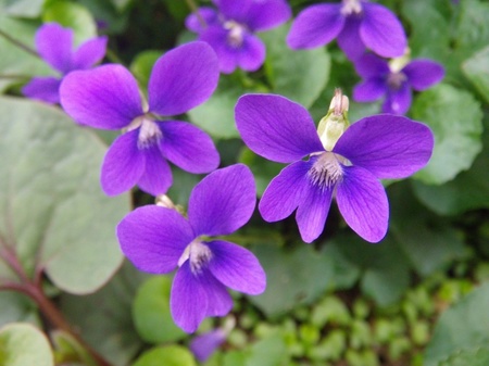 violet.jpg